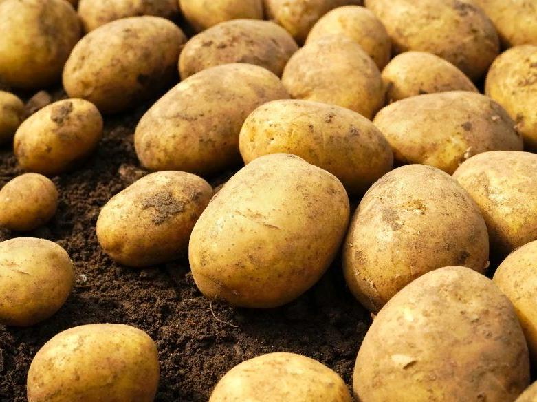 Картофель Коломбо 1кг вес 